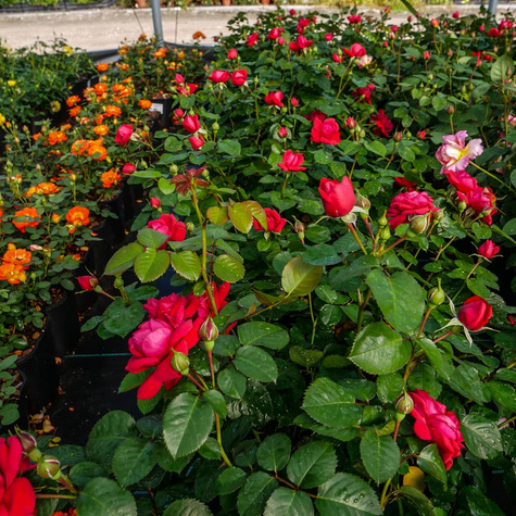Róża bukietowa National Parks Grenada pachnąca (C2)