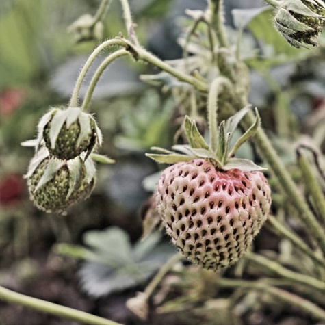 Zestaw Truskawka Biała Ananasowa FRIGO 10szt.