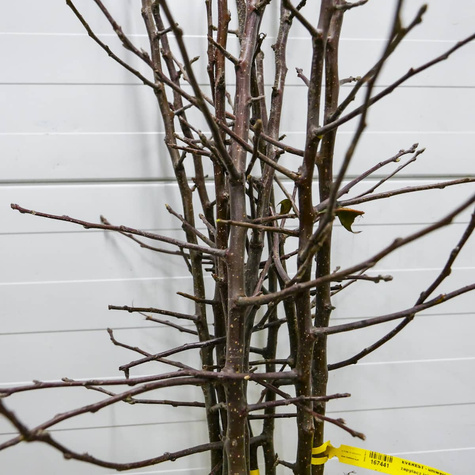 Jabłoń EVEREST - uniwersalny zapylacz jabłoni