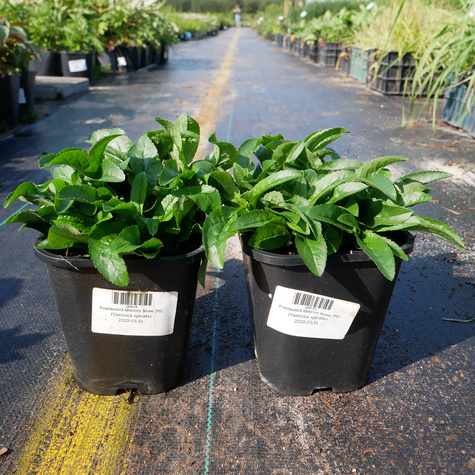 Przetacznik kłosowy Snow (C2)