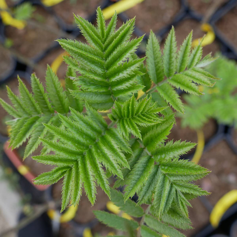 Jarzębina Jarząb pospolity (C2)