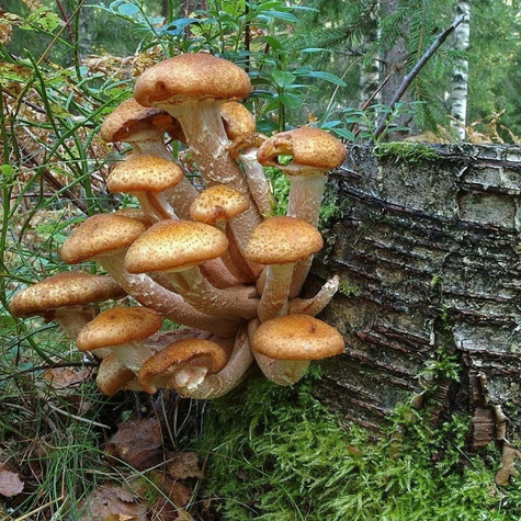 Grzybnia na kołkach Opieńka miodowa 20szt