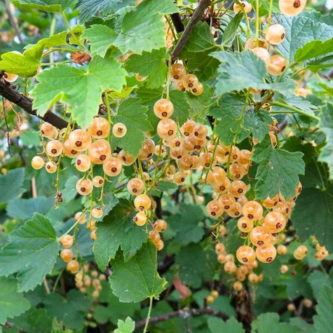 Porzeczka biała Plant Pack