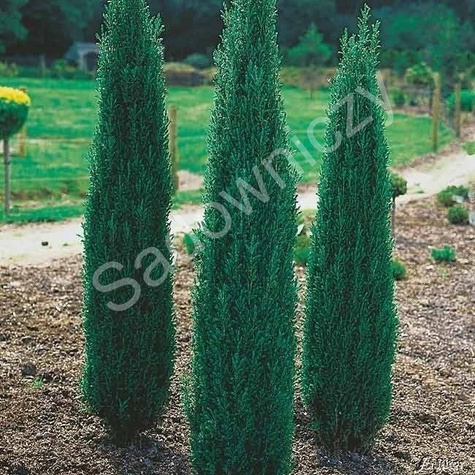 Jałowiec pospolity Sentinel (P9)