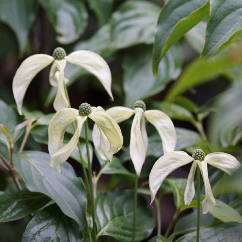 Dereń kousa Coronne (C2)