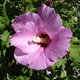Ketmia syryjska Pink Flirt