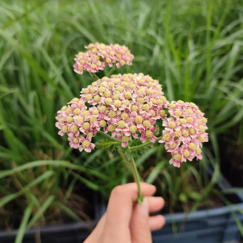 Krwawnik pospolity Cerise Queen (C2)