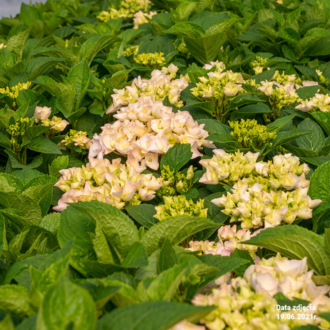 Hortensja ogrodowa Fantasia