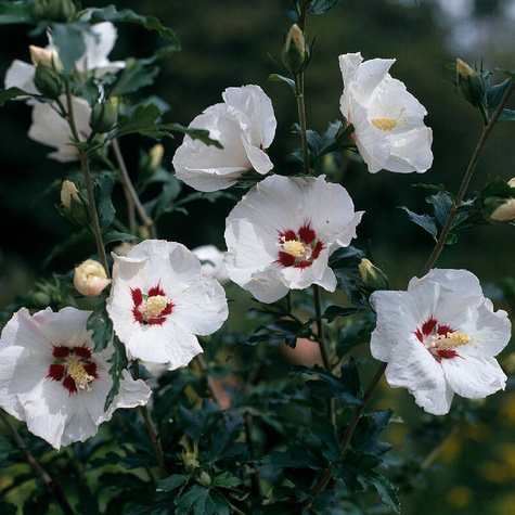 Ketmia syryjska Hibiskus Red Heart (C2)