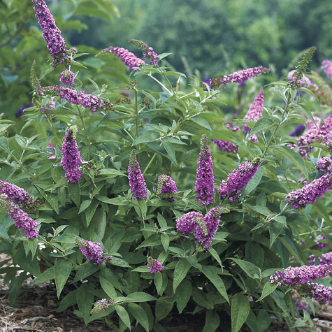 Budleja Dawida Border Beauty (C2)
