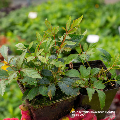 Tawułka Arendsa Astary White (C2)