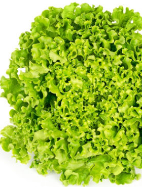 Sałata liściowa Rekord średniowczesna 0,5g