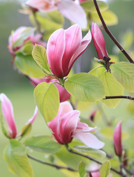 Magnolia Cameo (C2)