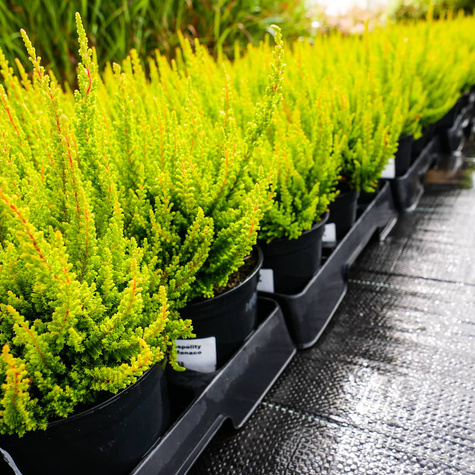 Wrzos pospolity Skyline Monaco