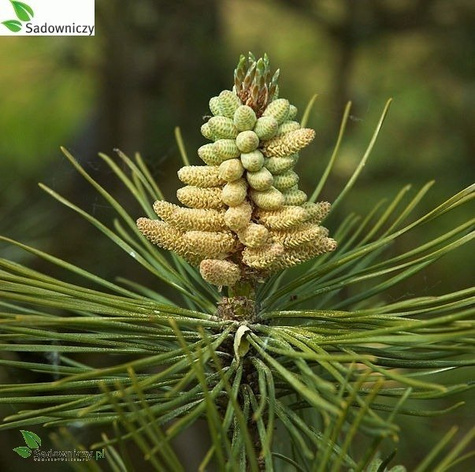 Sosna czarna 80-140 cm