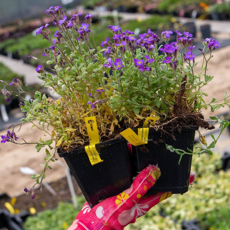 Żagwin ogrodowy Cascade Blue (C2)