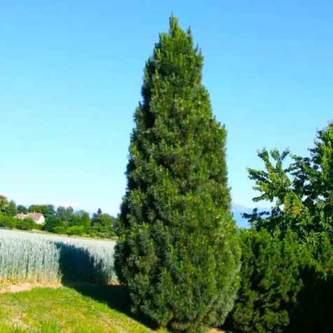 Zestaw Sosna czarna Pyramidalis 6 szt