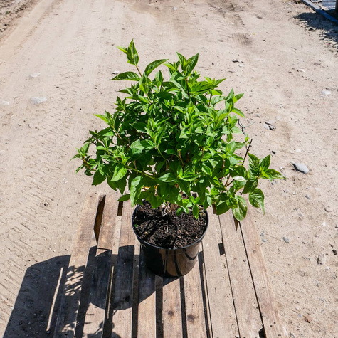 Hortensja bukietowa Ruby duże kwiatostany (C2)