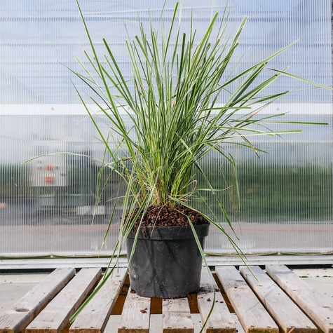 Trzcinnik ostrokwiatowy Eldorado (C2)