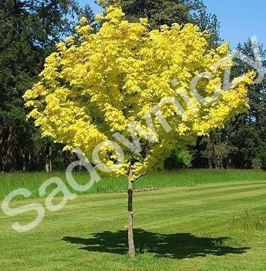 Klon jesionolistny Złocisty szczepiony na pniu