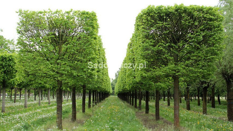 Lipa drobnolistna Erecta