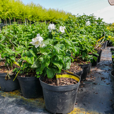 Jaśminowiec panieński Biały Karzeł (C2)