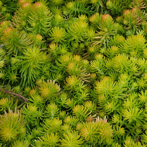 Rozchodnik mieszańcowy Winter Lemon (C2)