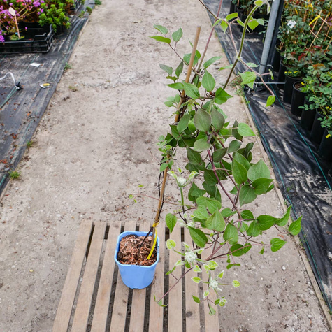 Powojnik Clematis wielkokwiatowy pełny Kiri te Kanava