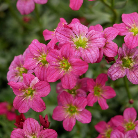 Skalnica Arendsa Carpet Purple Robe (C2)