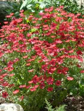 Len letni czerwony 1g