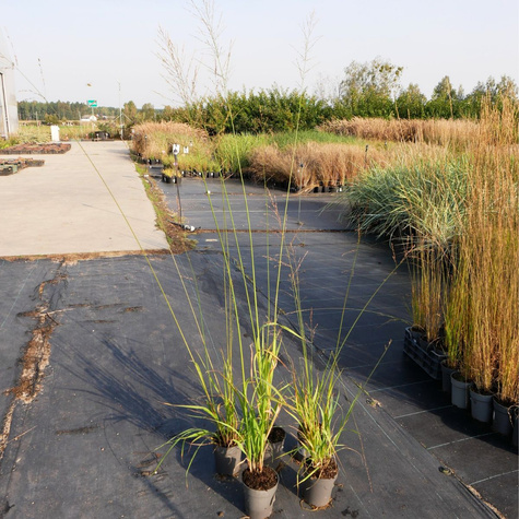 Trzęślica trzcinowata Transparent