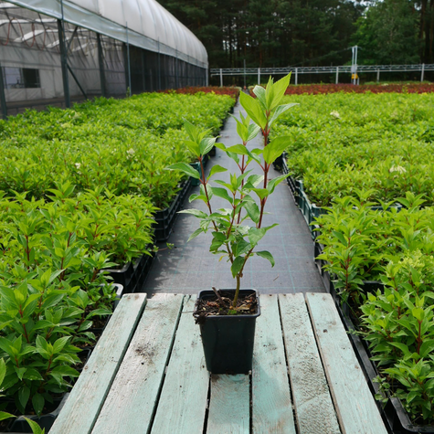 Hortensja bukietowa Mojito (P9)