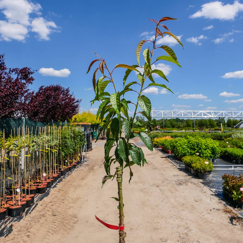 Wiśnia piłkowana Kiku - Shidare Zakura zwisająca pendula