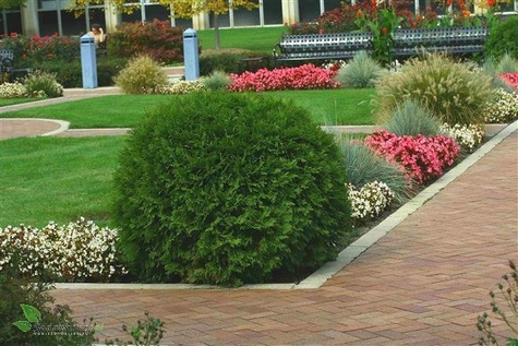 Thuja Tuja Żywotnik zachodni Globosa (C2)