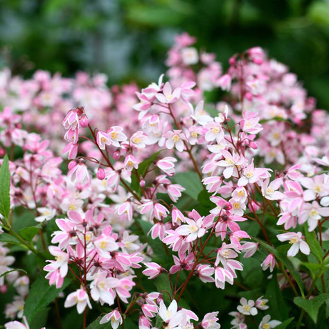 Żylistek karłowy Yuki Cherry Blossom (C2)