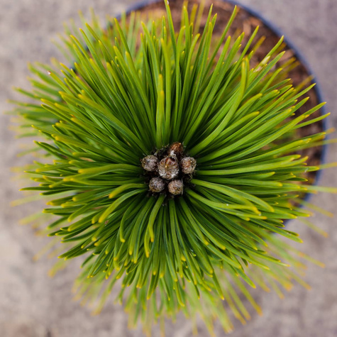 Sosna bośniacka Compact Gem szczepiona NP