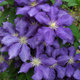 Powojnik Clematis wielkokwiatowy Generał Sikorski