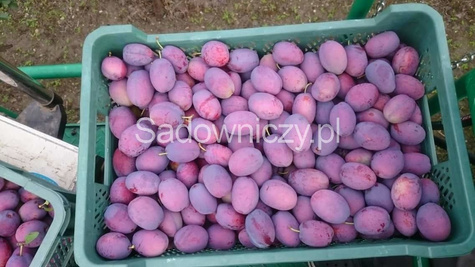 Śliwa Cacańska Rana w doniczce