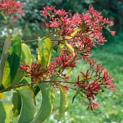 Heptakodium chińskie Wonne Niesamowite (C2)