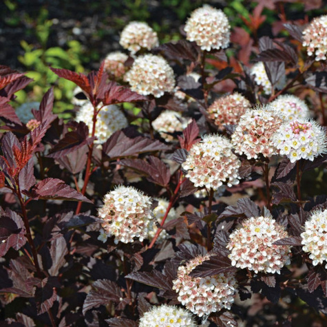 Pęcherznica kalinolistna Purple Horizon (C1.7)