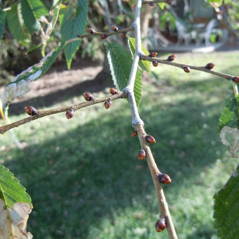 Wiąz szypułkowy (C2)