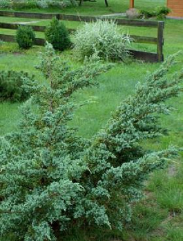 Jałowiec łuskowaty Meyeri stalowo-srebrzysty
