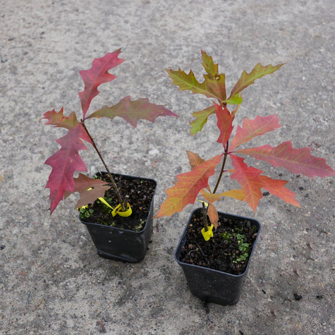 Dąb błotny Najszybciej rosnący (P9)