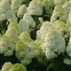 Hortensja bukietowa Little Cotton Cream (P9)