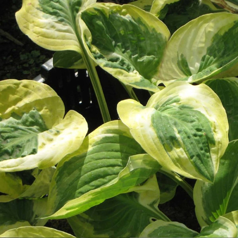 Funkia Hosta Carnival (C2)