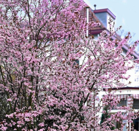 Śliwa japońska Gauota Plant Pack