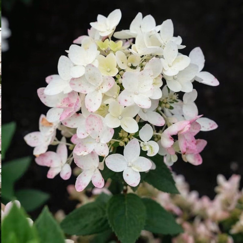 Hortensja bukietowa Little Touch of Pink (P9)