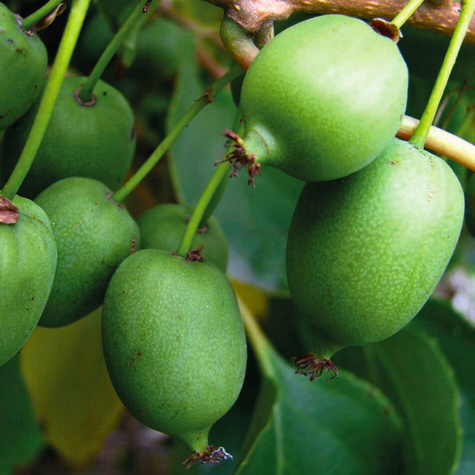 MINI KIWI Aktinidia Rogów (C2)