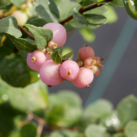 Śnieguliczka Doorenbosa 'Magic Berry' (C2)