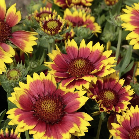 Gailardia Sunset Snappy (C2)